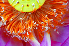花粉の色はオレンジでした