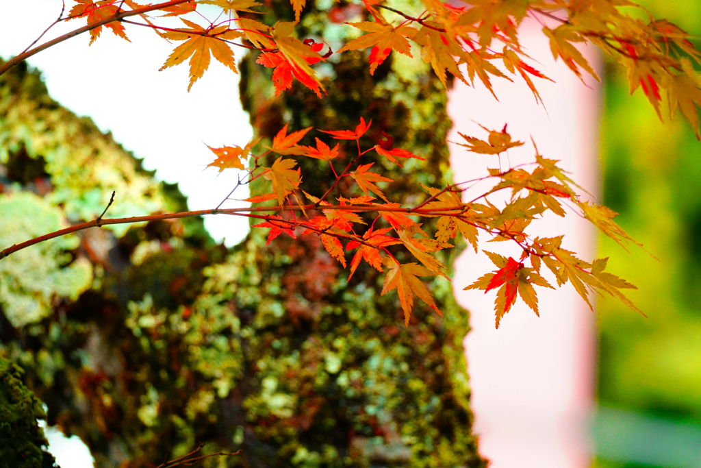 確かに紅くなっている