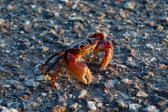 カニ、見っけ