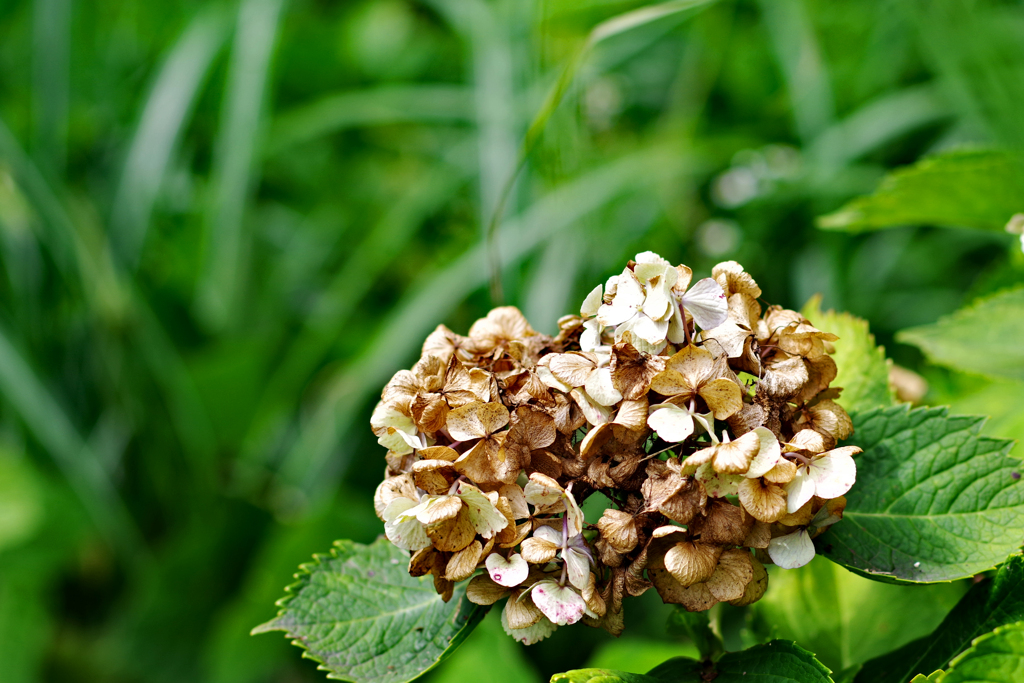 終りの紫陽花