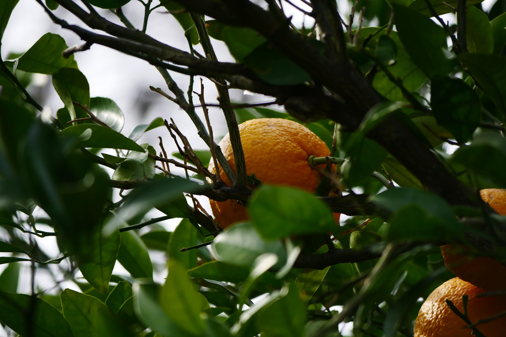 野生のみかん