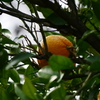 野生のみかん