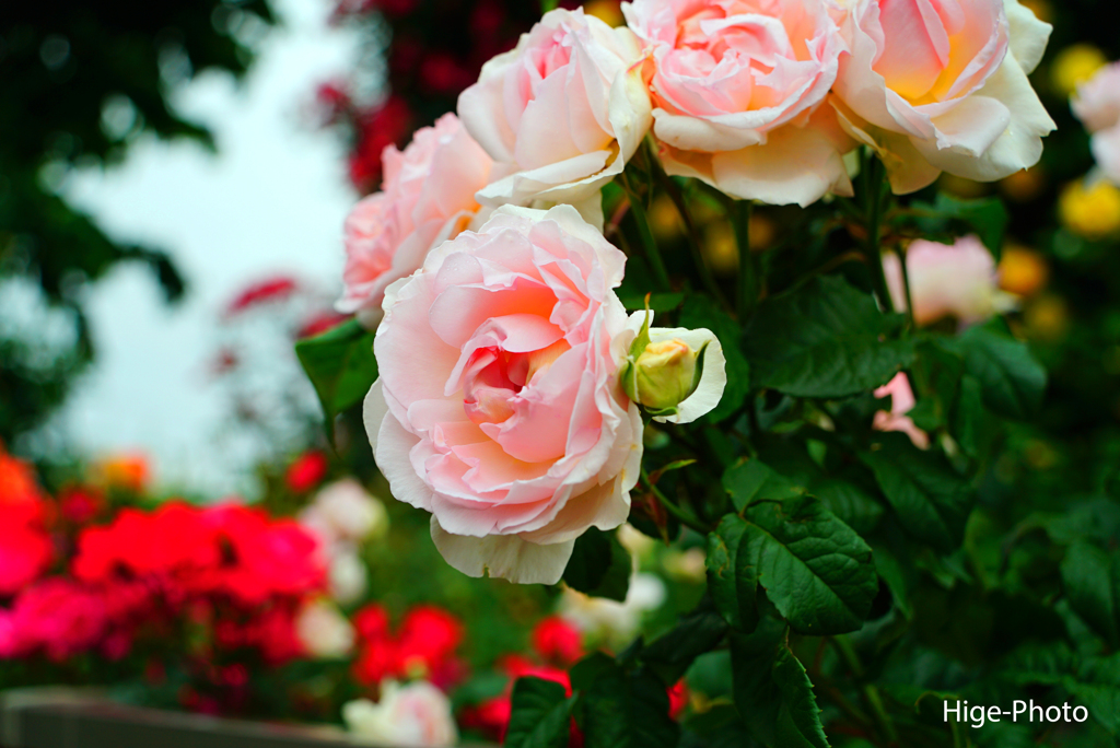 薔薇は見頃