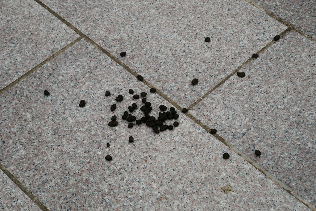 あちこちに…ふん