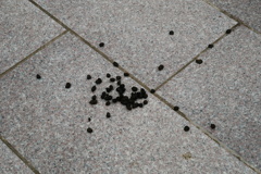 あちこちに…ふん