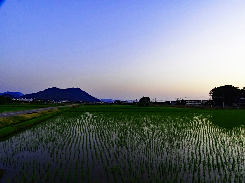 田んぼ道 By Higehige Id 写真共有サイト Photohito