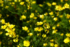 小粒の花