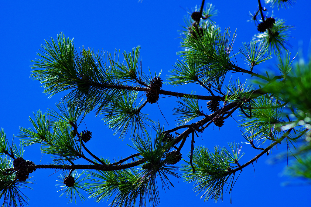 暑さに負けるな！松ボックリ
