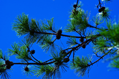 暑さに負けるな！松ボックリ