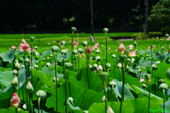花びら落ちて背を向ける