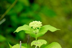 紫陽花こんにちは