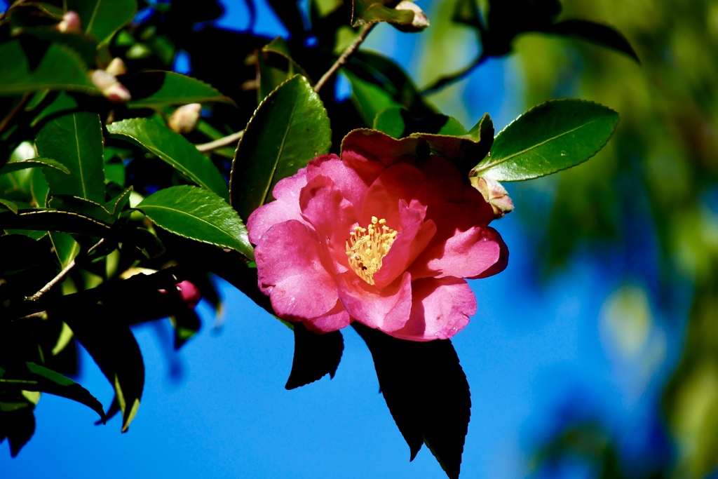 山茶花陽を浴びて