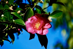 山茶花陽を浴びて