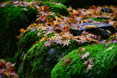 紅葉もすっかり終わって