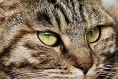 猫認識を初めて使ってみた