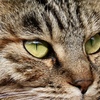 猫認識を初めて使ってみた