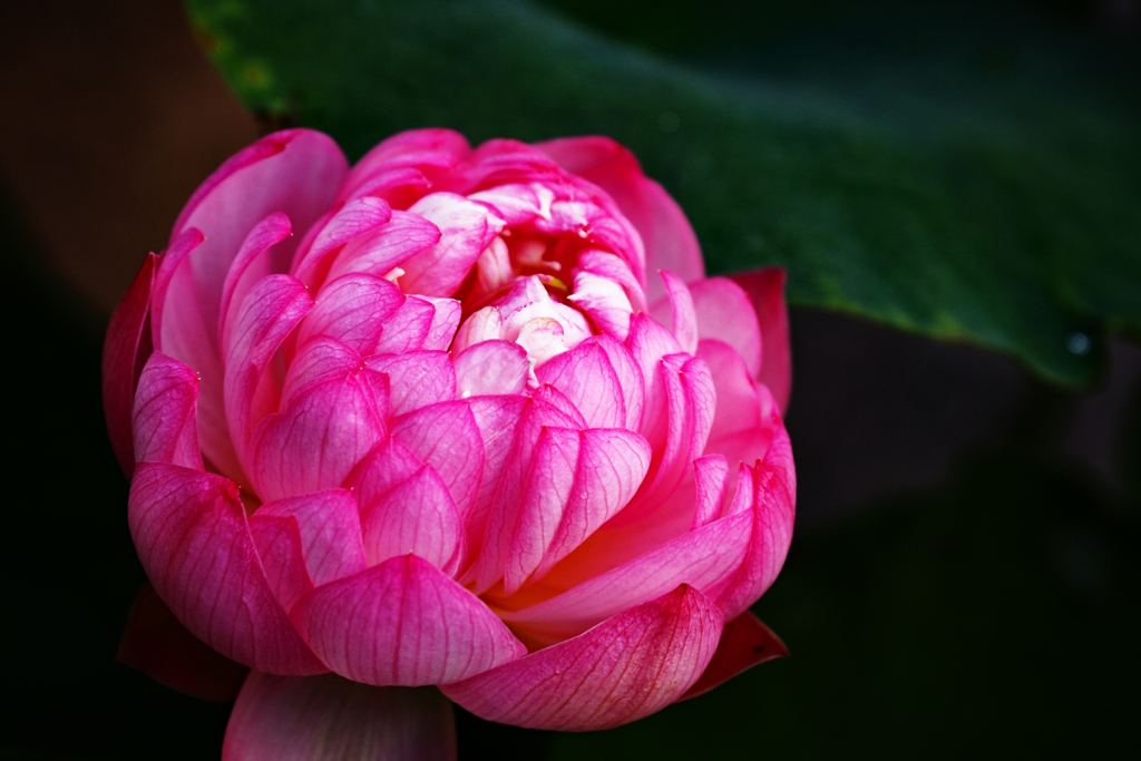 これも花蓮