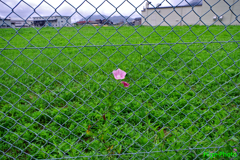 逞しく