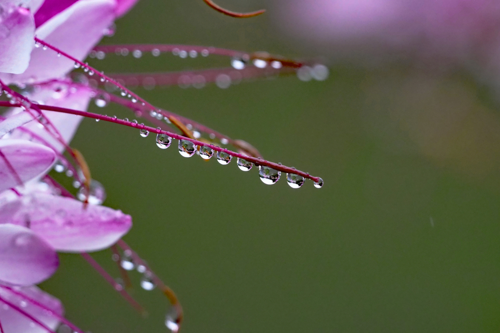 雨粒