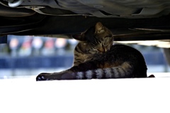 猫は車の下が好き
