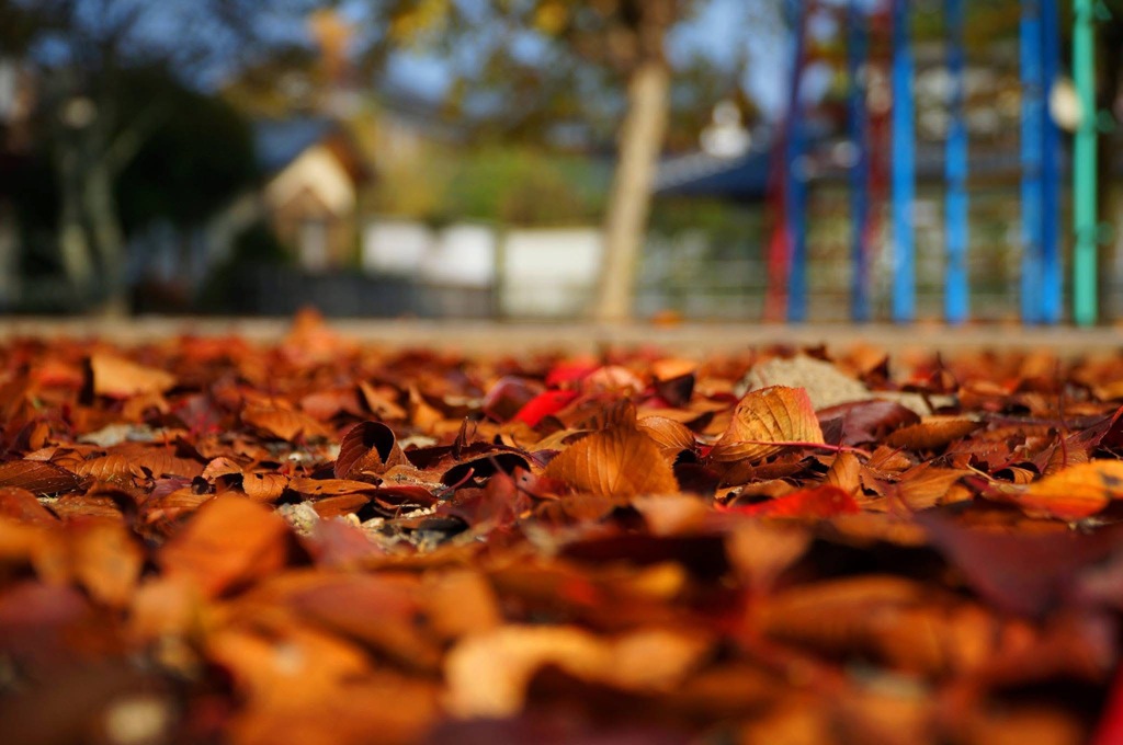 公園の落ち葉