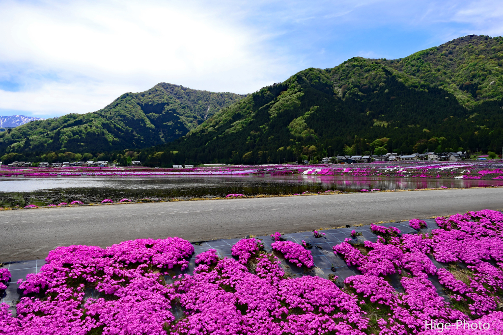 奥越散策4　芝桜に包まれた村「大野」