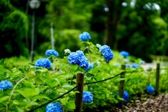 紫陽花の小径