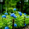 紫陽花の小径