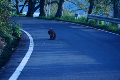 奥琵琶湖のお猿。お猿！？