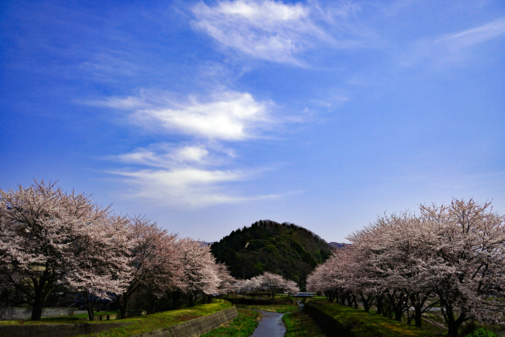 住む村の桜満開