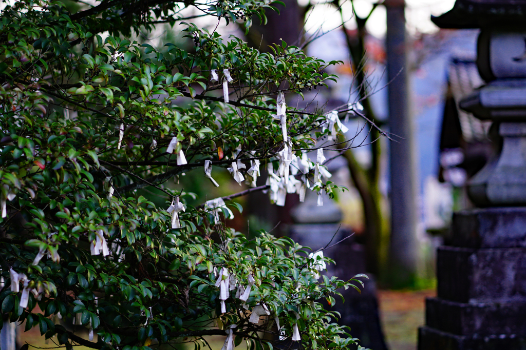おみくじも花