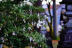 おみくじも花