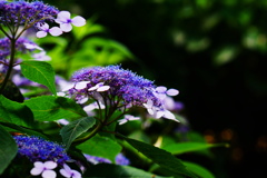 雨待ち草（紫陽花）