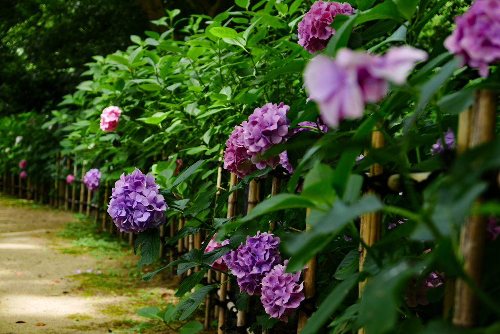 紫陽花の路