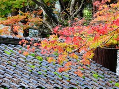 面白いカメラなので譲り受けることに