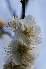 雌しべの解像力