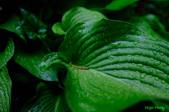 雨の日だから1