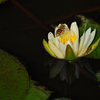 今も花をつけていました