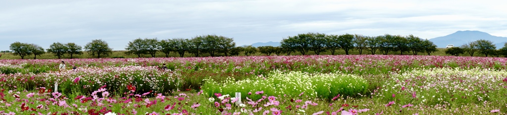 1億本の秋桜