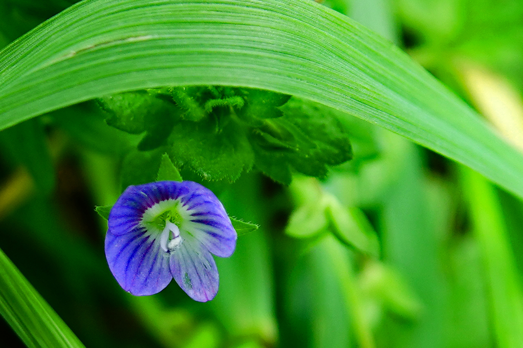 あぜ道の野花