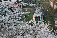 桜の電車