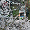 桜の電車