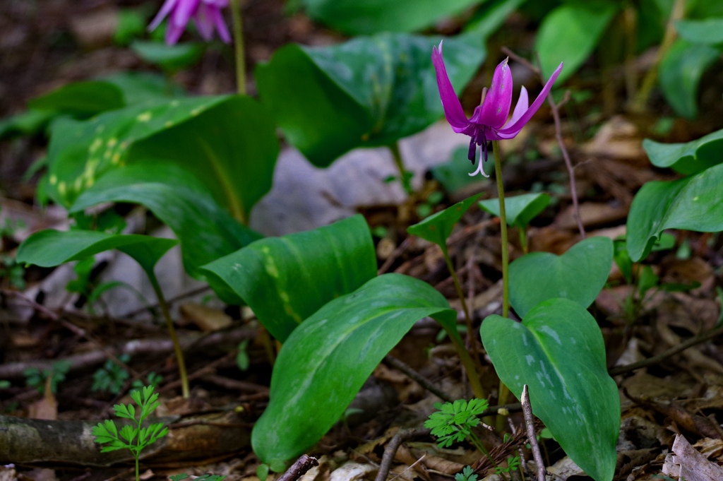 かたくりの花