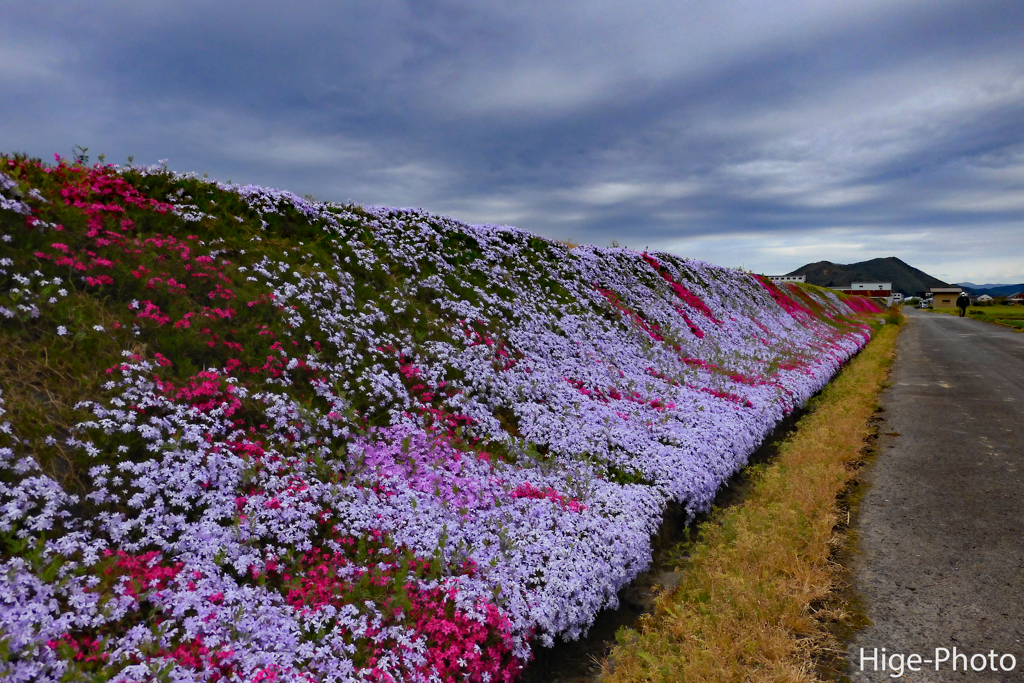 農家の芝桜