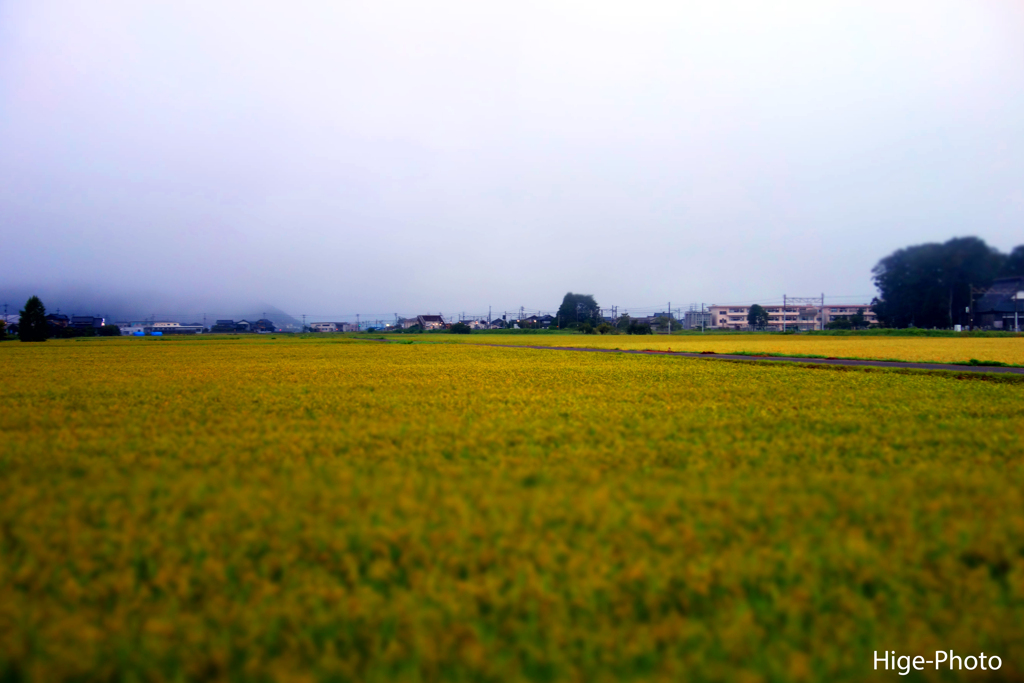 刈り取りまじか