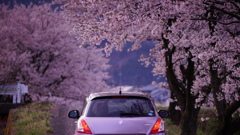 ピンクの愛車と桃色の桜