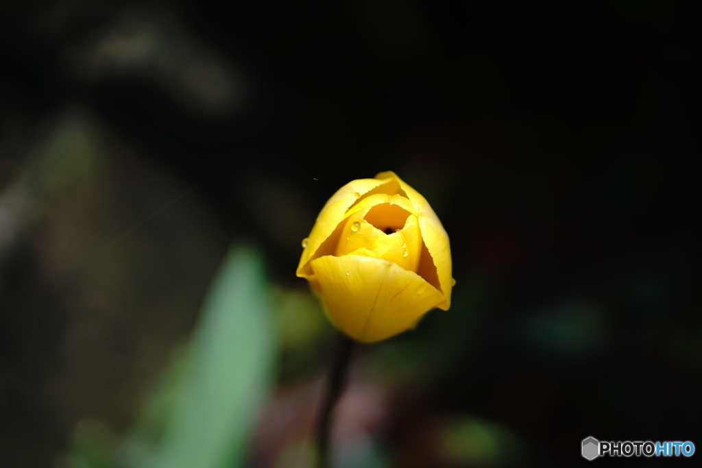 庭の花