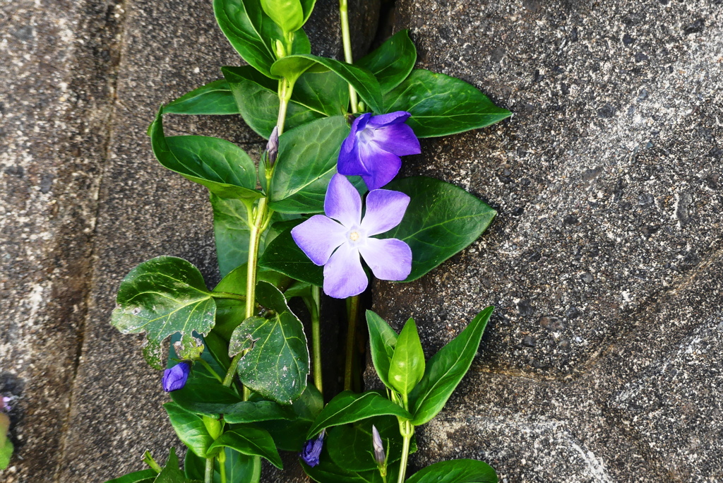 野花を撮るのもまた楽し