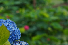 今年も無事に咲き始め