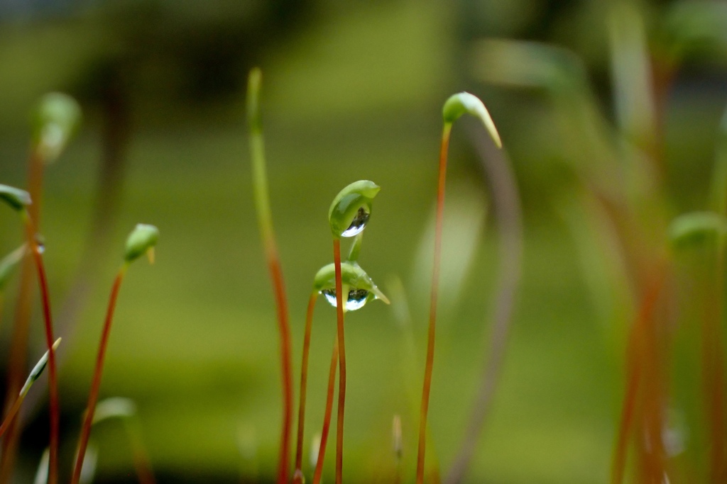 苔の雫